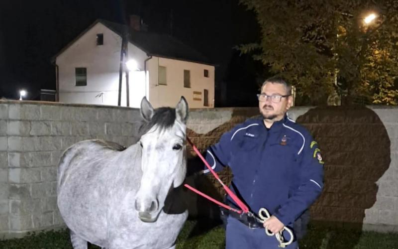 Elveszett kanca éjszakai menedéket kapott a vágsellyei rendőrök jóvoltából.