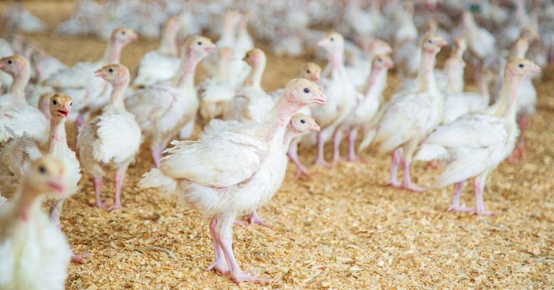 A baszkföldi gazdák felháborodtak, mivel túlzottnak vélik a baromfizár bevezetését.