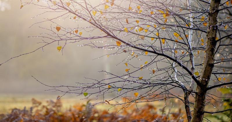 A hétvégén is folytatódik a szürke, ködös időjárás, csupán egyetlen régióban ígérkezik némi napsütés.